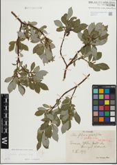 Foto von Salix glabra Scop.